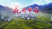 花开中国(舒楠监制 正式版)